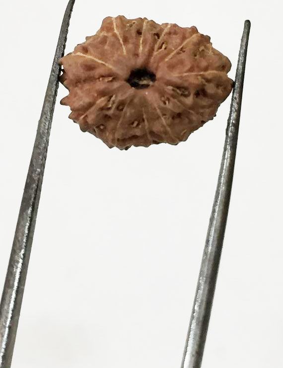11 Mukhi Indonesia Certified Rudraksha- size - 13.50 mm